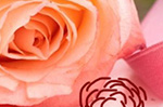 Like the petals of a rose, adilas.biz is just a bunch of ideas laid on top of each other - we call it idea farming